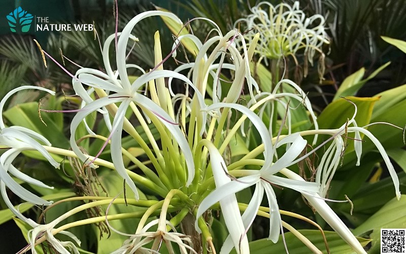 kannada-flower-names